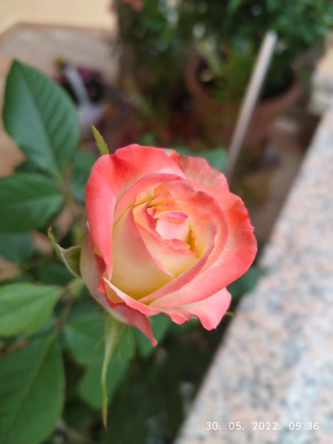 נובי ווינודולסקי Apartment Sara מראה חיצוני תמונה